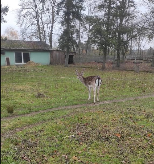 Damwild & Waldtiere