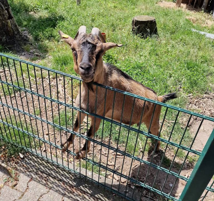 Ziegen & Streichelgehege